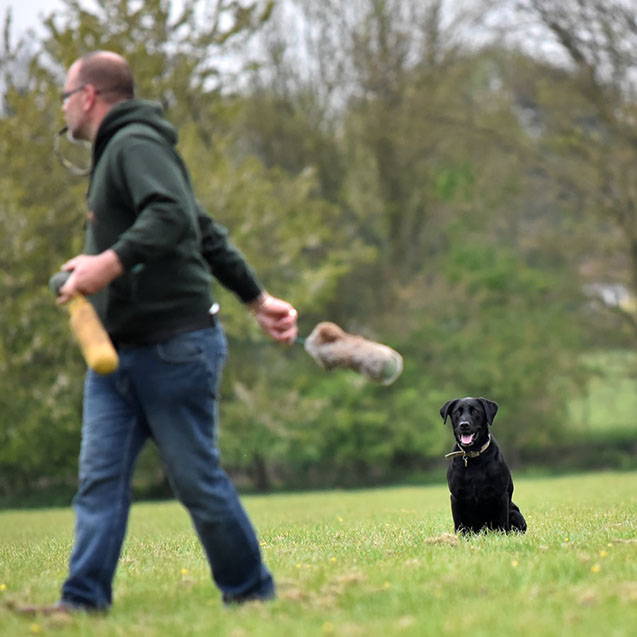 TAKE THE LEAD DOG TRAINING SUFFOLK GALLERY