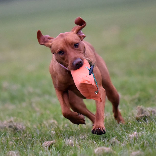 TAKE THE LEAD DOG TRAINING SUFFOLK GALLERY