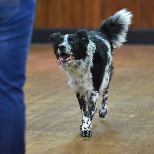 TAKE THE LEAD DOG TRAINING SUFFOLK GALLERY